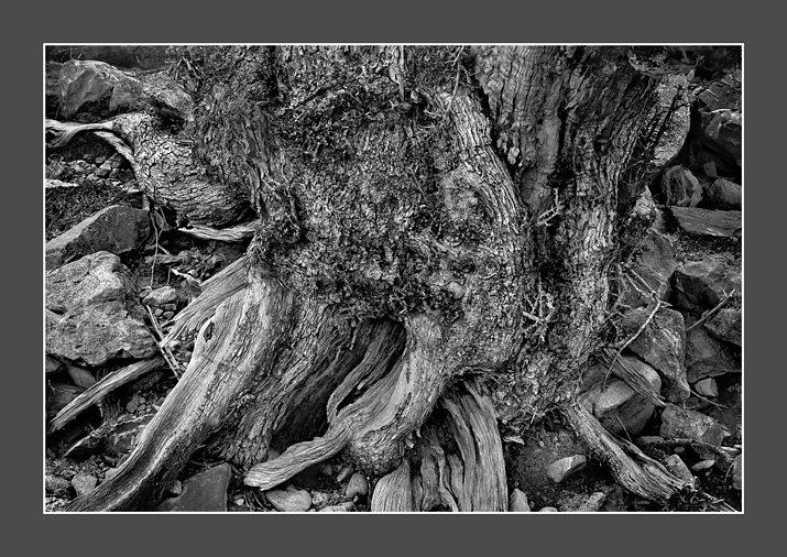 Tree & Rocks 11