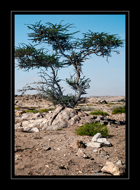 Ba…rd tree – David A Lockwood