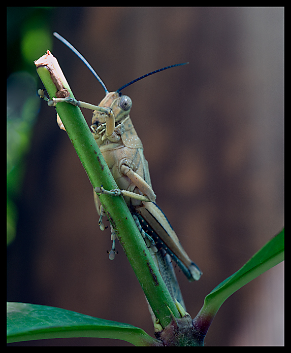 Locust