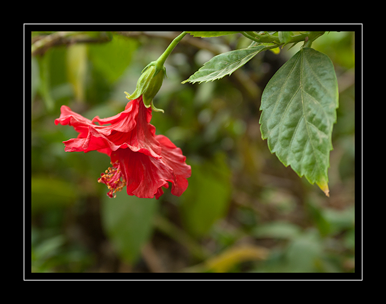 hibiscus-Red