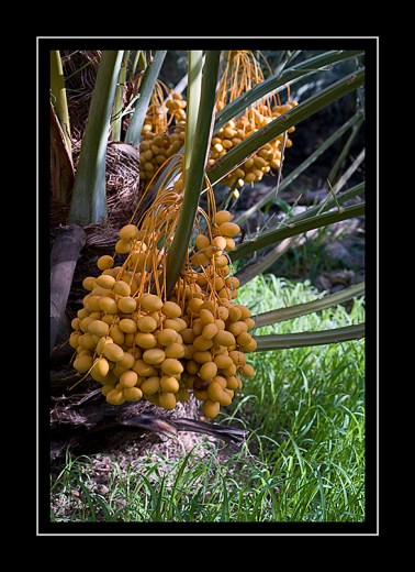 Dates Misfat Al Abreen