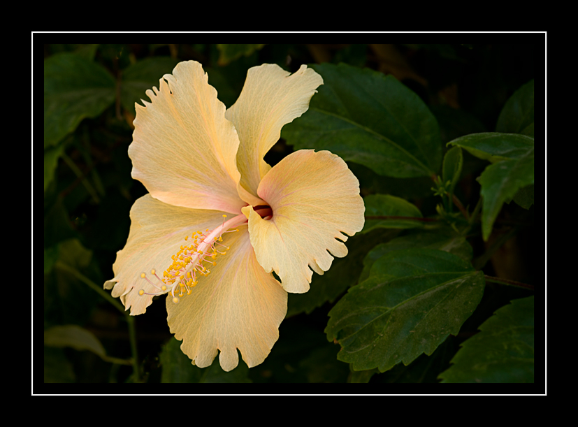 Hiibiscus-Yellow