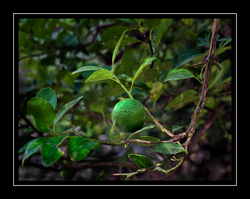 Lime Misfat Al Abreen