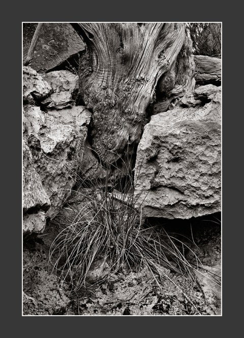 Tree-root-&-wild-grass