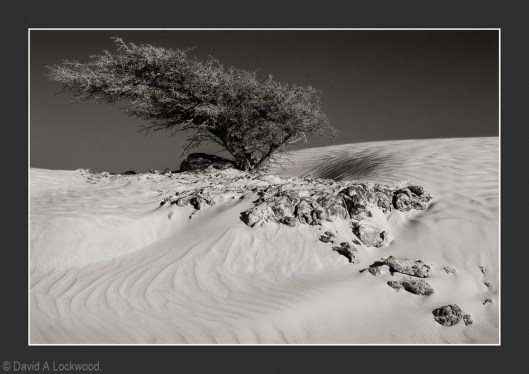 Bush on sand dune