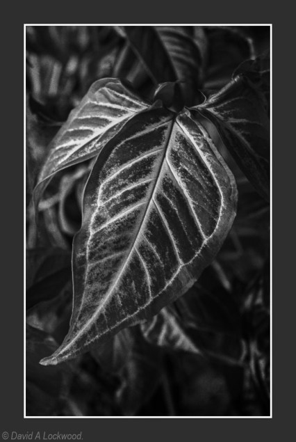 Leaf 1