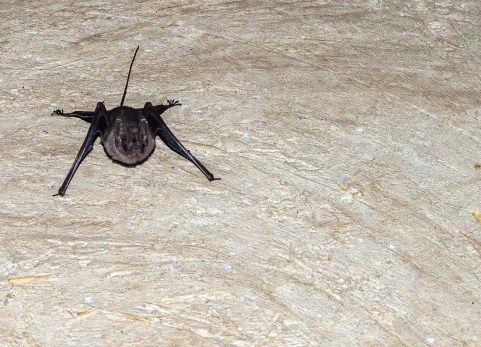 Small Bat bahla fort