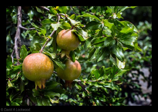 Pomegranate
