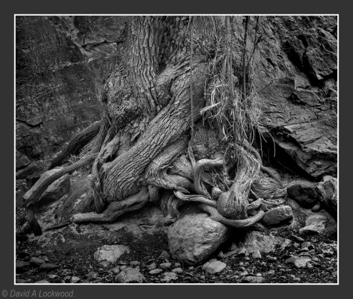 Tree roots No2