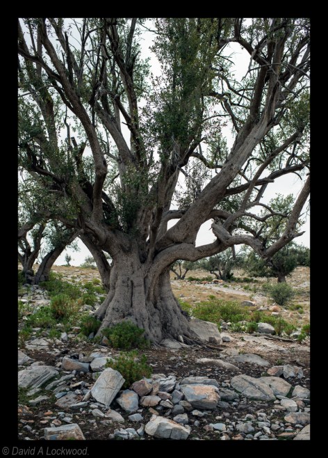 Trees Jebel Akhdar No2