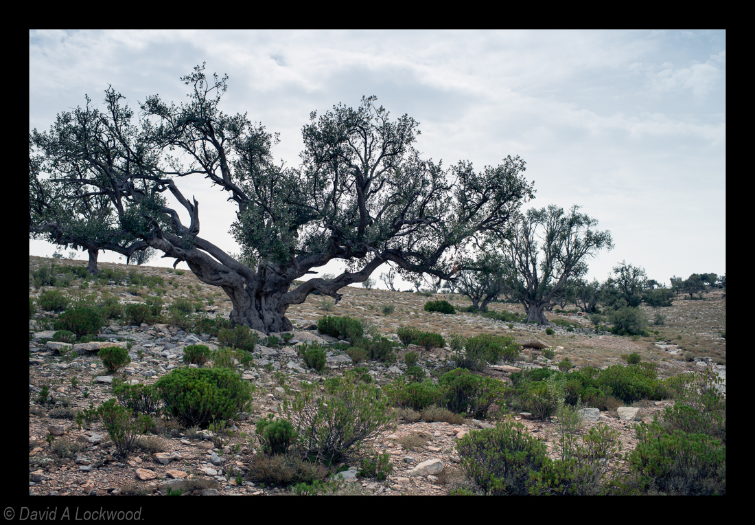 Trees Jebel Akhdar – David A Lockwood