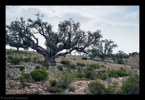 Trees Jebel Akhdar
