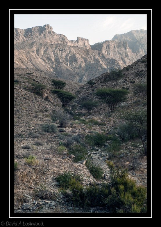 Wadi - early evening 2