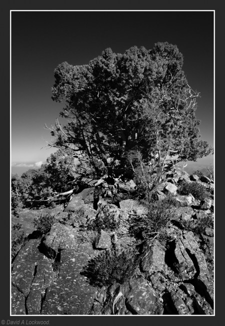 Juniper tree