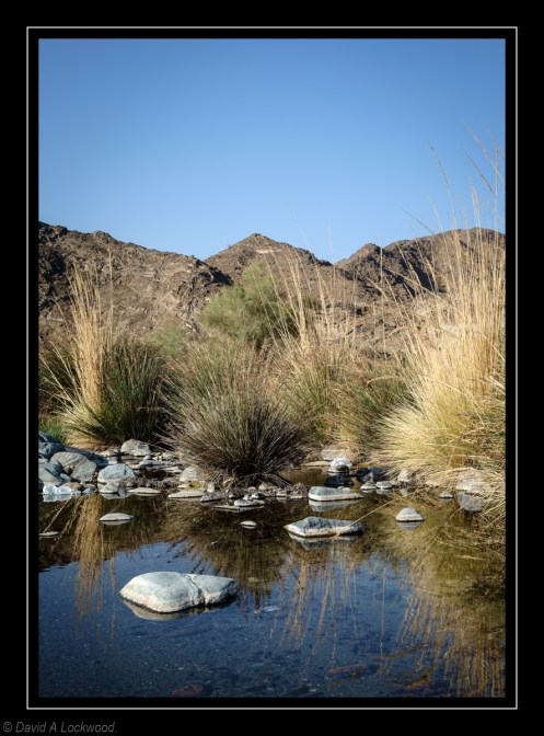 Pond with rushes No2