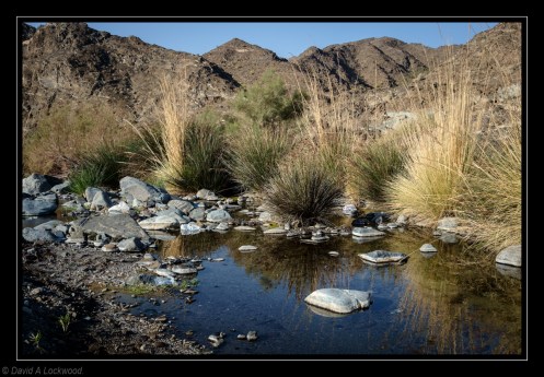 Pond with rushes