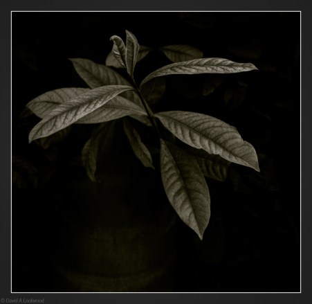 Leaf against palm trunk