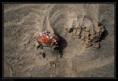 Old net float & rock
