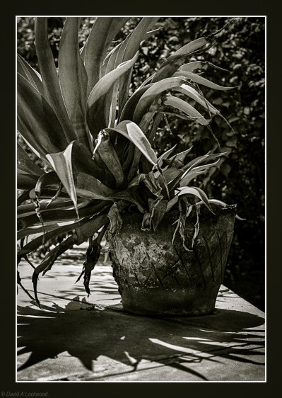 Garden plant & old pot.