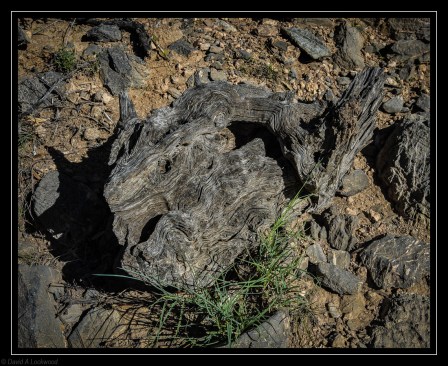 Gnarled wood