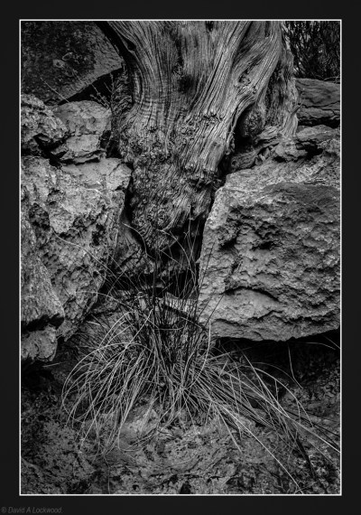 Tree root in rocks.