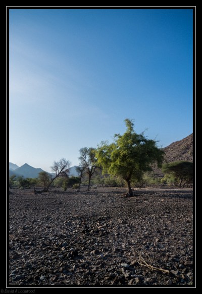 Trees - Dima wa'Tayeen