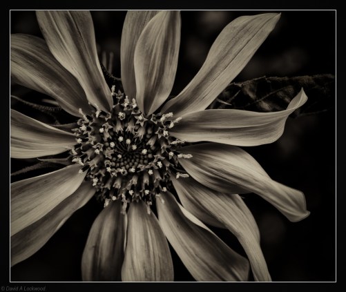 Garden Sunflower No2