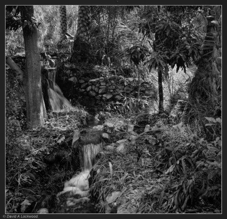 Abandoned garden No2