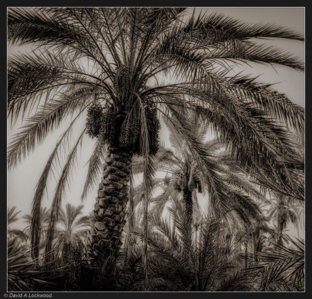 Date palm