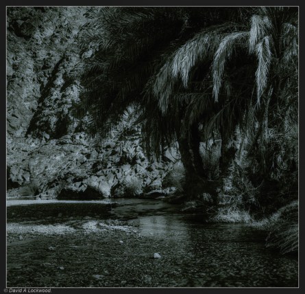 Palms - Wadi Abyad