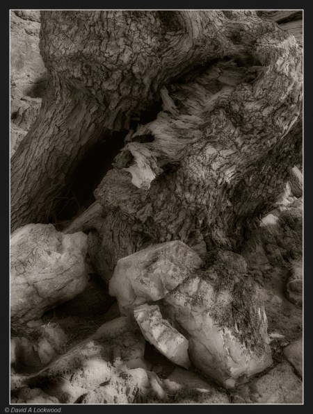rock & tree branch detail No2