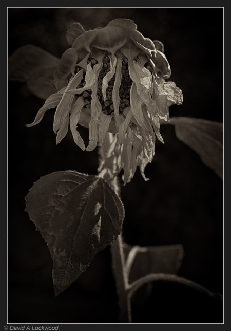 Dead Sunflower - garden