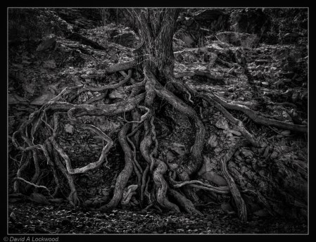 Tree roots
