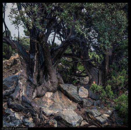 Wild Olive - Jebel Shams