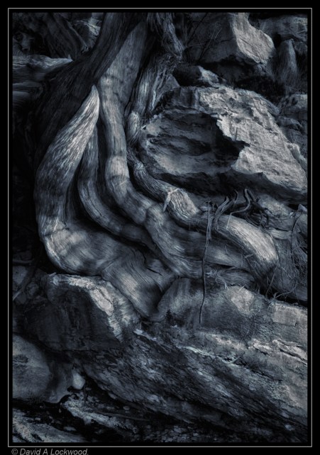 Roots - diffused & split toned