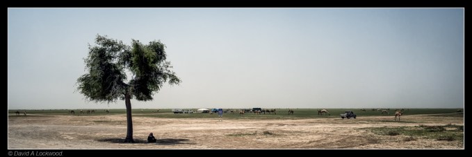 Bedouin with camels