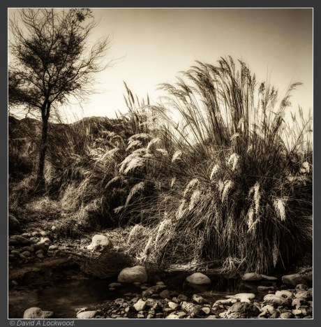 Tree & rushes.