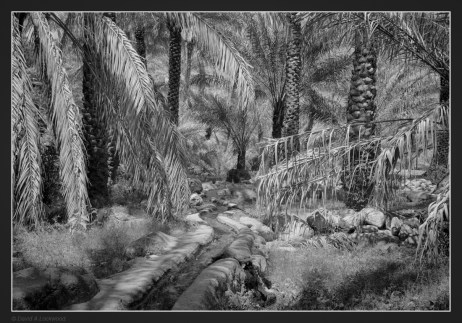 falaj-palms