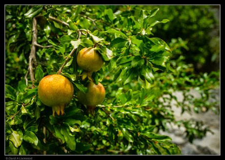 pomegranates