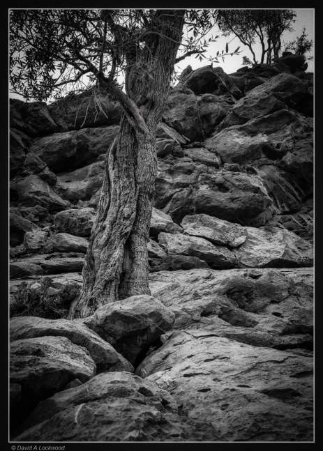 Tree & rocks-no2-Shams