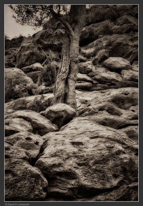 tree-rocks-no3-shams