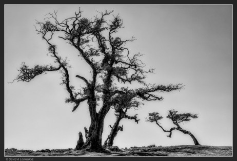 Two trees - Dhofar mountains.