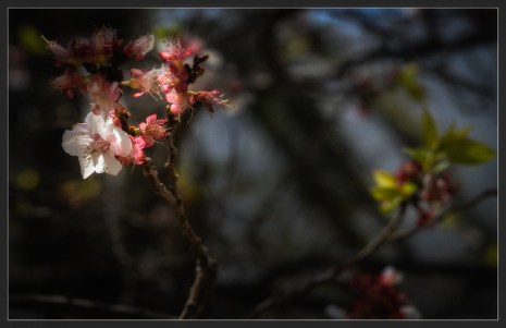 More flowers from Wakan.