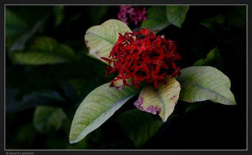  Garden flower – Nikkor QC Auto f2.8 – 135mm