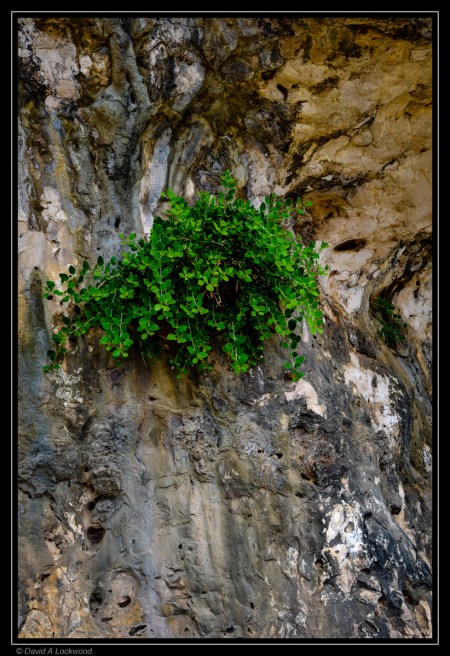 Plant on rock.