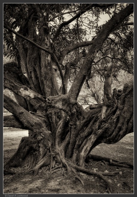 Big old tree -Wadi Darbat.