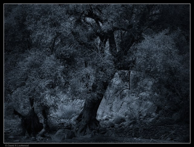 Tree against rock face.