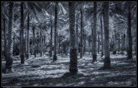 Palm Grove.